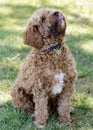 2-Year-Old Cavapoo puppy male, a cross between the Cavalier King Charles Spaniel and Poodle dog breeds