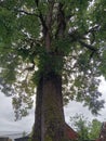 The 400-year-old ebony tree