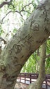 130 Year Old European Weeping Beech tree at a local arboretum Royalty Free Stock Photo