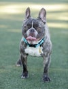 Brindle Frenchie Puppy Panting