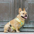 6-Year-Old Frenchie Sitting and Panting next to Mausoleum Door