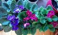 30 Year Old Happy Violet Plants