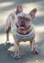 4-Year-Old Light Brindle Male Frenchie