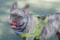 5-Year-Old Light Brindle Male Frenchie Panting