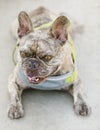 5-Year-Old Light Brindle Male Frenchie Resting