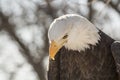 North American Bald Eagl Head Shot Royalty Free Stock Photo