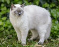 1-Year-Old Male Ragdoll Cat with Arched Back