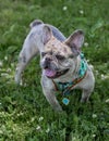 1-Year-Old Merle Tan Frenchie Male