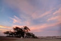 Tree of life and dramatic cloud during sunset, Bahrain Royalty Free Stock Photo