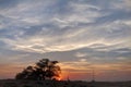 Tree of life during sunset with dramatic clouds, Bahrain Royalty Free Stock Photo