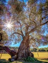 1600 year old olive tree on the beautiful Brijuni Royalty Free Stock Photo