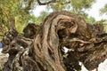 2,000-year-old olive tree, Greece Royalty Free Stock Photo