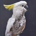 40 year old parrot, feathers start to fall out Royalty Free Stock Photo