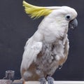 40 year old parrot, feathers start to fall out Royalty Free Stock Photo