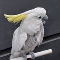 40 year old parrot, feathers start to fall out Royalty Free Stock Photo