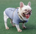 2-Year-Old Platinum Male Frenchie Standing with Tongue Out