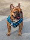1-Year-Old Red Fawn Male Frenchie Standing and Looking Away
