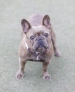 3-Year-Old Reverse Brindle Frenchie Female Standing and Looking at Camera