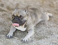 6-Year-Old Sable Male Frenchie Resting with Tongue Sticking Out Royalty Free Stock Photo