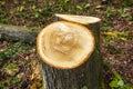 A 30-year old Sweet Chestnut tree cut down in Fore Wood, Crowhurst in East Sussex, England Royalty Free Stock Photo