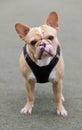 2-Year-Old tan female Frenchie with butterfly splotchy nose with mix of black and pink pigments