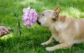 5-Year-Old Tan Male Frenchie Sniffing Pink Rose