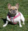 3.5-Year-Old Tan and White Piebald Female Frenchie Sitting and Looking at Camera