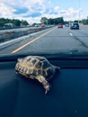 100 year old tortoise with checkboard like shell, riding shotgun,