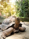 The 30-year-old tortoise is currently alone Royalty Free Stock Photo