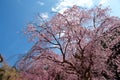 Beautiful weeping cherry tree in a Japanese temple. Royalty Free Stock Photo