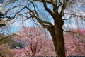 Beautiful weeping cherry tree in a Japanese temple. Royalty Free Stock Photo