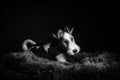 Wire fox terrier in the studio in monochrome Royalty Free Stock Photo