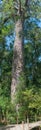 1000 year old yellowwood tree Royalty Free Stock Photo