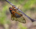 17-year periodical cicada Royalty Free Stock Photo