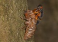 17-year periodical cicada emerging from shell