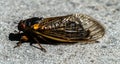 17 year periodical Cicada - typical adult view