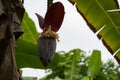 Year of red bananas on a tree Royalty Free Stock Photo