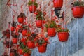 Different types of flowers grow in red hanging pots. Home cultivation of potted plants. Home garden. Begonias and geraniums.