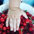 Child's hand on a white bucket of red cherries