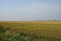 Wheat crops compromised by drought in the Baragan Plain Royalty Free Stock Photo