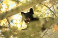 Yearling Black Bear - Through the Leaves Royalty Free Stock Photo