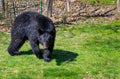 A yearling black bear roams at the edge of a forest in early spring Royalty Free Stock Photo