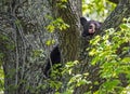 A yearling Black Bear sits in a tree fork, sticks his tongue out. Royalty Free Stock Photo