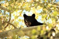 Yearling Black Bear Royalty Free Stock Photo