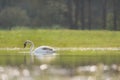 Yearling Cygnet On Sun Kissed lake in Springtime