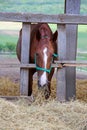Yearling eating dry hay in the paddock Royalty Free Stock Photo