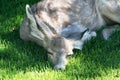 Yearling Mule Deer