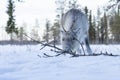 Yearling reindeer foraging on lichen Royalty Free Stock Photo