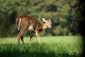 Yearling Whitetail Fawn