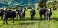 Yearlings Cattle Royalty Free Stock Photo